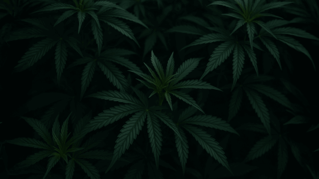 Cannabis plants in a dark room
