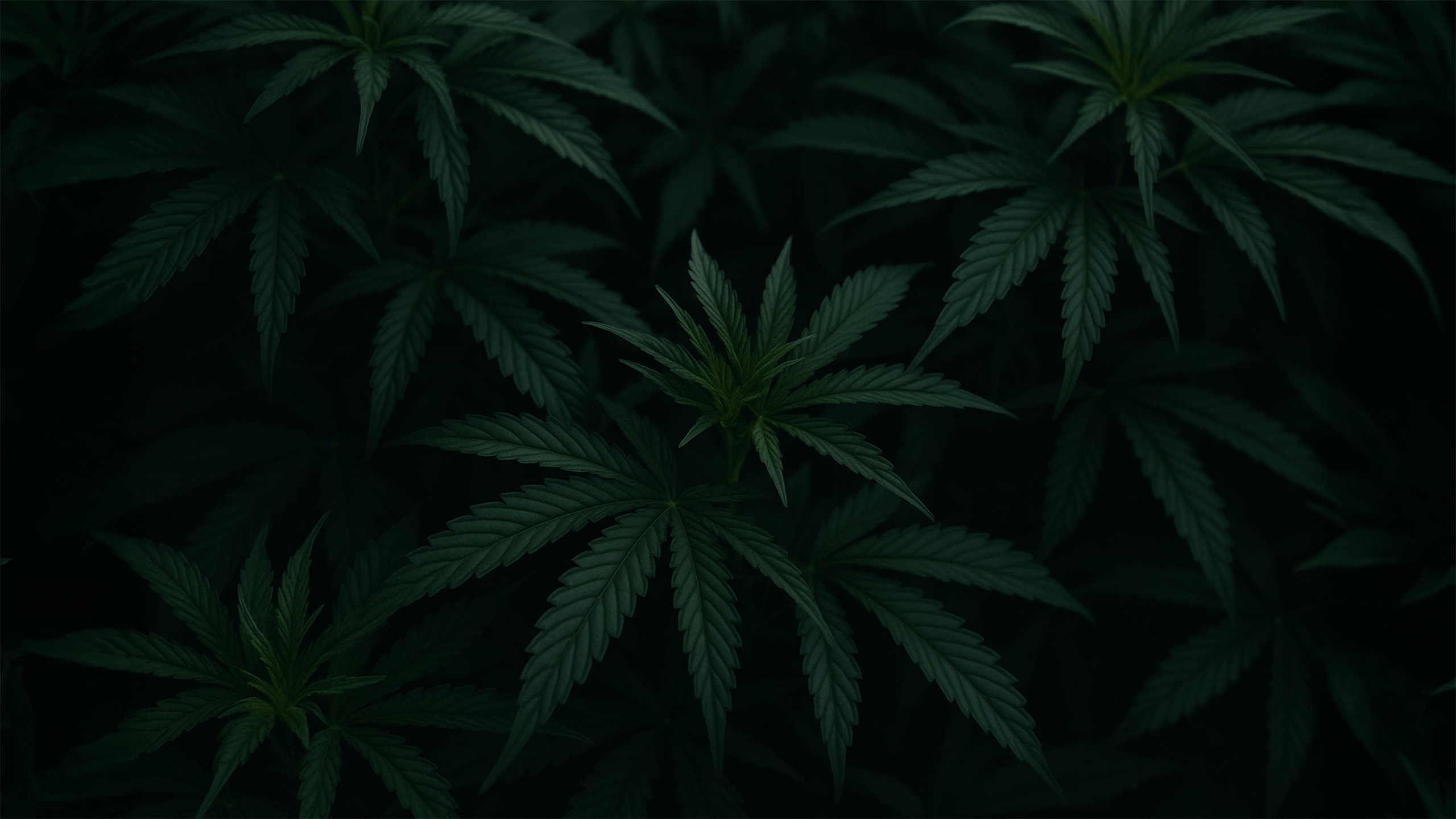 Cannabis plants in a dark room