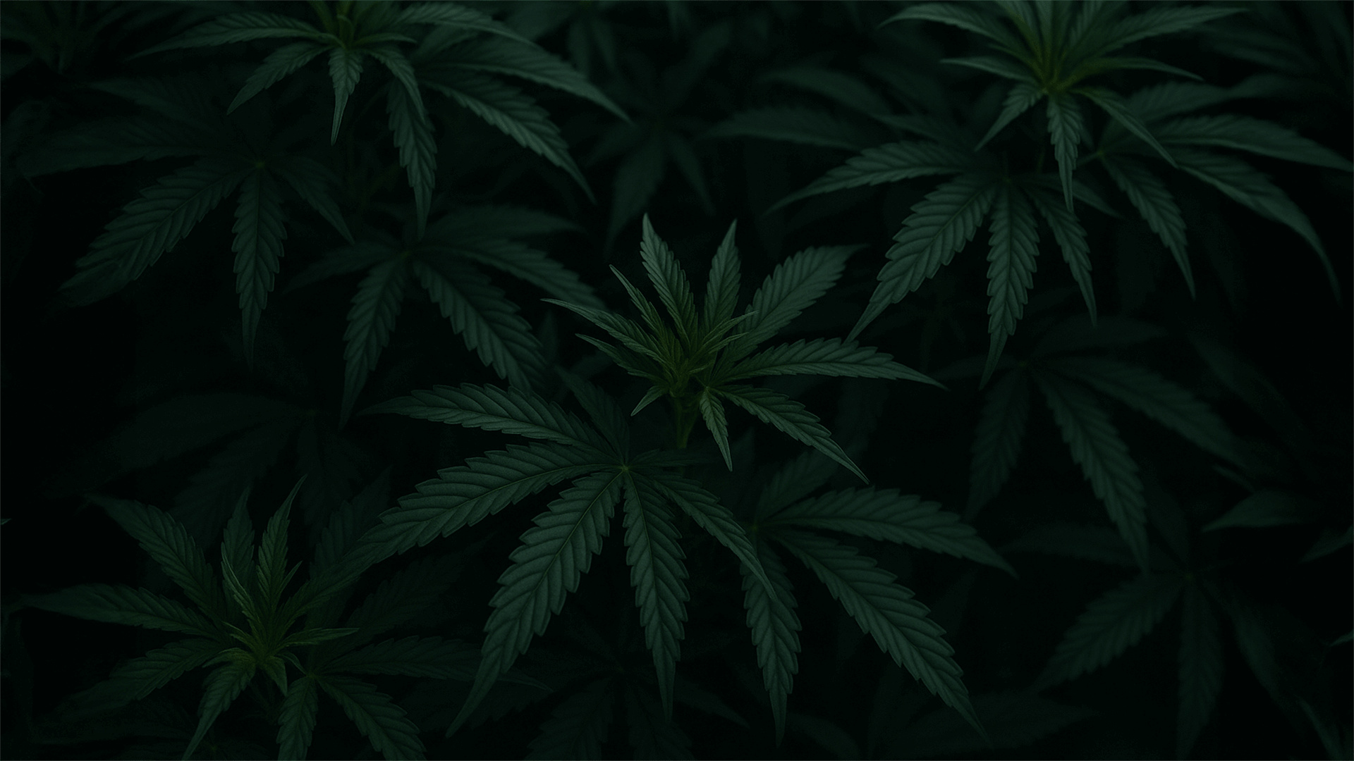 Cannabis plants in a dark room